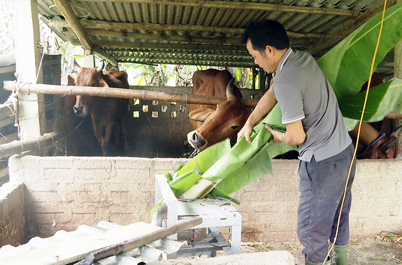 Người dân Tuyên Hóa chủ động các biện pháp phòng, chống rét cho đàn gia súc.