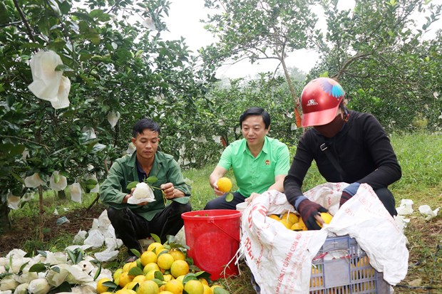 Nong dan Ha Tinh thu nhap cao tu trong cam dac san hinh anh 1