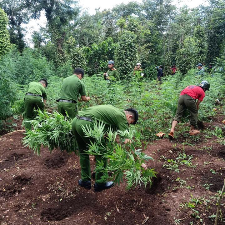 Ngăn chặn tình trạng tái trồng cây có chứa chất ma túy ở Tây Nguyên (Kỳ 1) - Ảnh 4.