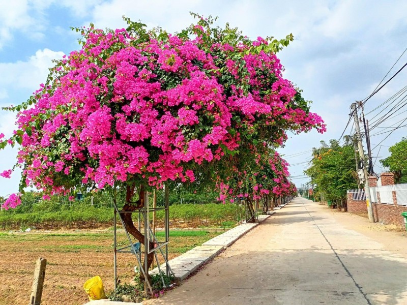 Thường Tín: Phấn đấu hoàn thành xây dựng nông thôn mới nâng cao, nông thôn mới kiểu mẫu