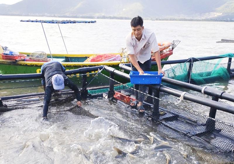 Nuôi thủy sản trên biển ở xã Quảng Đông (Quảng Trạch).