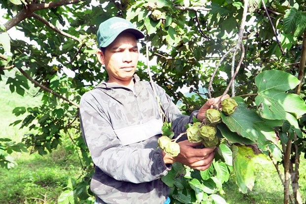 Sinh ke moi tang thu nhap cho nguoi dan mien nui Quang Tri hinh anh 1