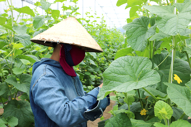 Quy trình chăm sóc cây trồng trong nhà màng tuân thủ các quy định về kỹ thuật cao.