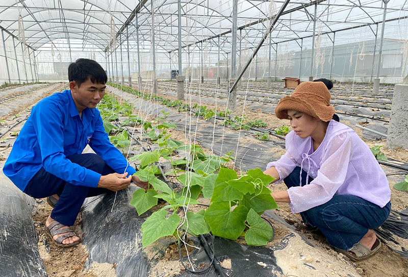 Mô hình trồng dưa lưới trong nhà màng của vợ chồng anh Võ Văn Thành ở phường Quảng Thuận (TX. Ba Đồn).