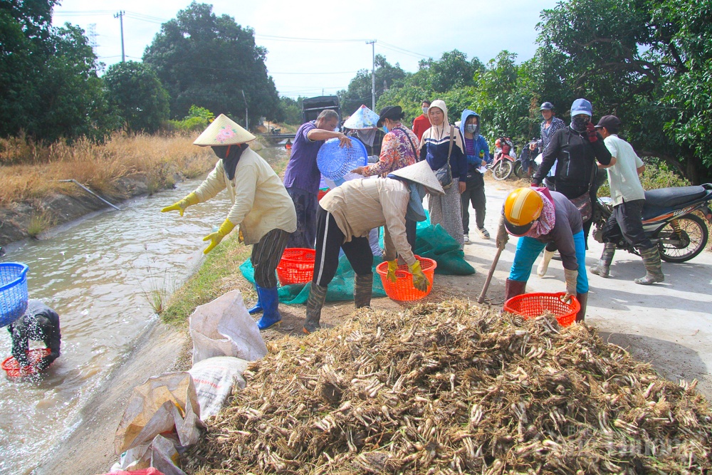 Giá kiệu rớt, nông dân Khánh Hòa thấp thỏm lo vụ Tết