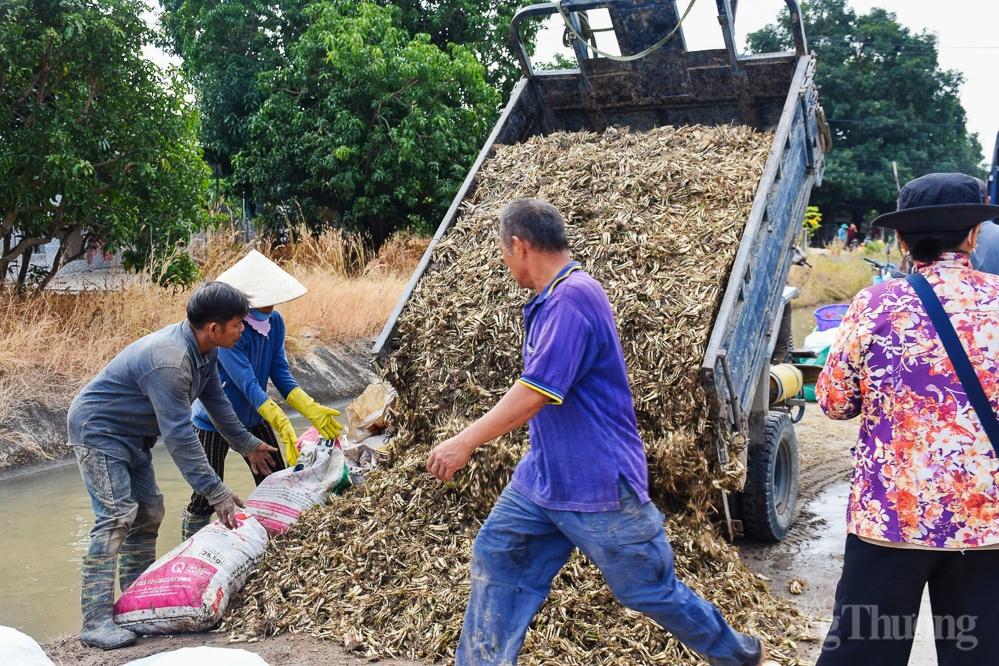 Giá kiệu rớt, nông dân Khánh Hòa thấp thỏm lo vụ Tết