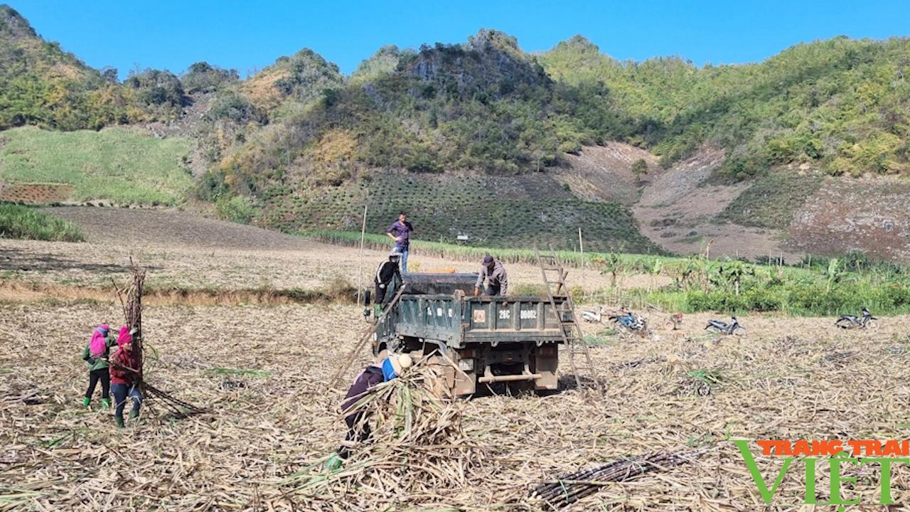 Công ty cổ phần mía đường Sơn La liên kết sản xuất cùng với nông dân- Ảnh 4.