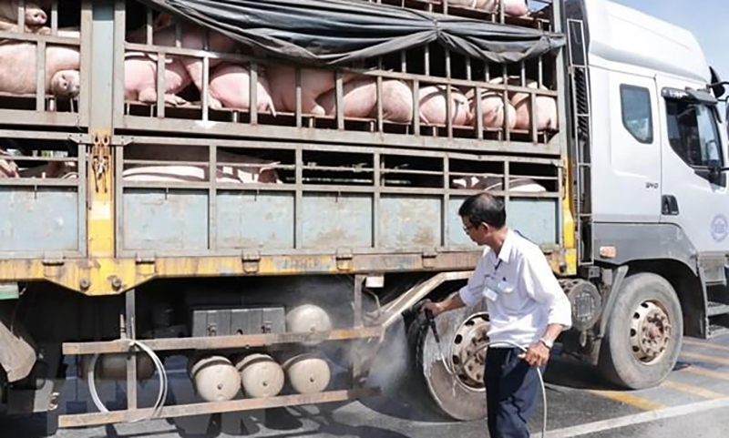 Cán bộ thú y phun thuốc tiêu độc, sát trùng phương tiện vận chuyển lợn. Ảnh tư liệu Công Trí/TTXVN