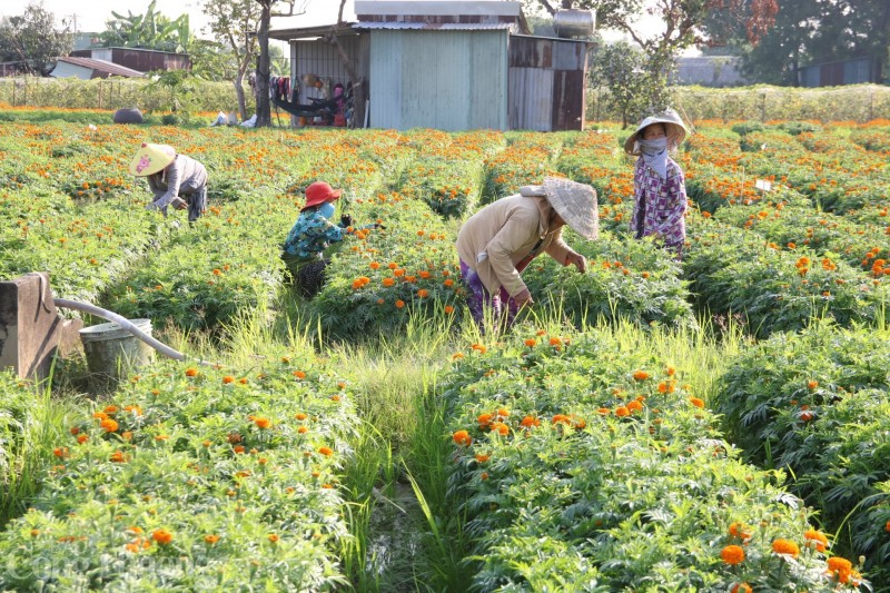 Bình Dương: Cánh đồng hoa Tân Ba sẵn sàng phục vụ thị trường Tết