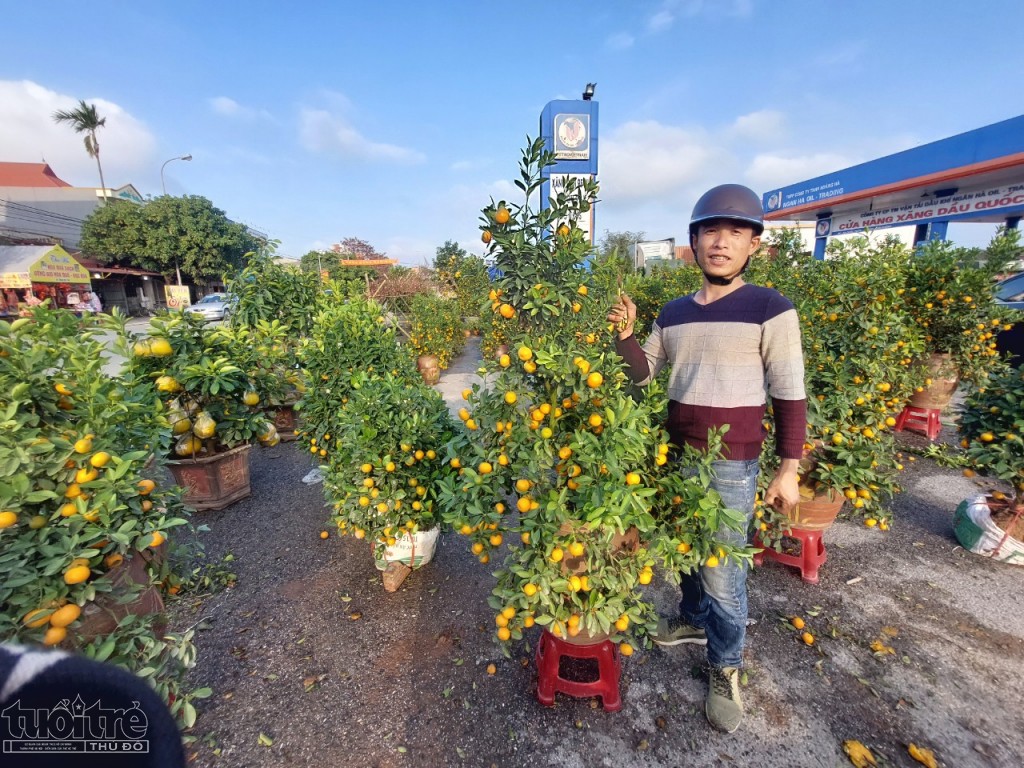 Một điểm bán quất cảnh tại thị trấn huyện An Lão