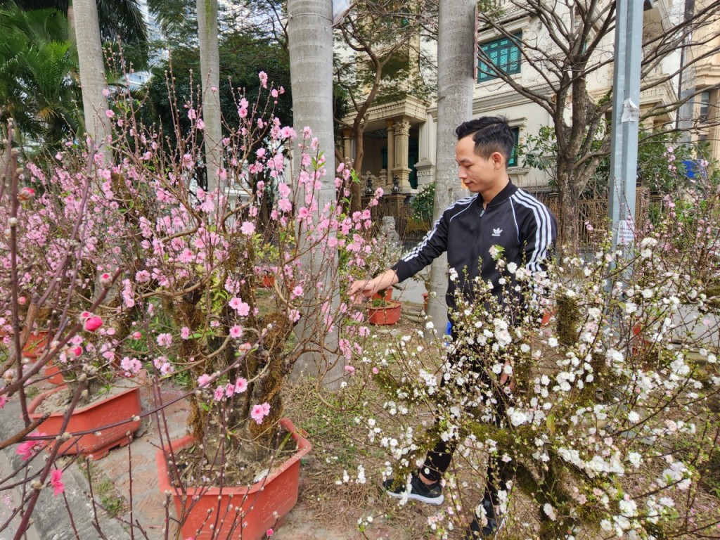 Hoa đào bung nở, tiểu thương thấp thỏm chờ khách