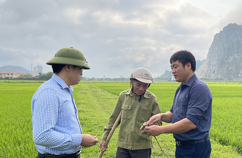 Cán bộ chuyên môn hướng dẫn người dân phòng trừ sâu bệnh hại lúa.