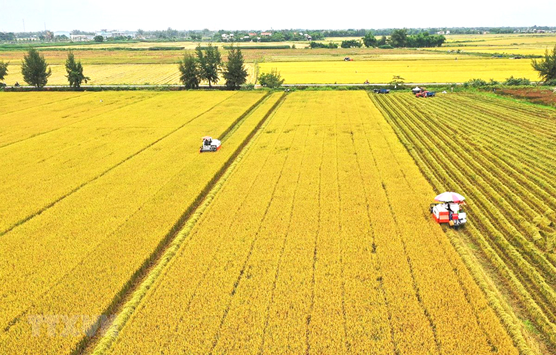 Luật Đất đai (sửa đổi) có nhiều quy định mới liên quan đến đất nông nghiệp. Ảnh: TTXVN