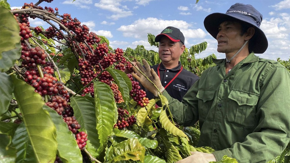 Giá cà phê Robusta bật tăng khi đồng USD rớt xuống mức 102