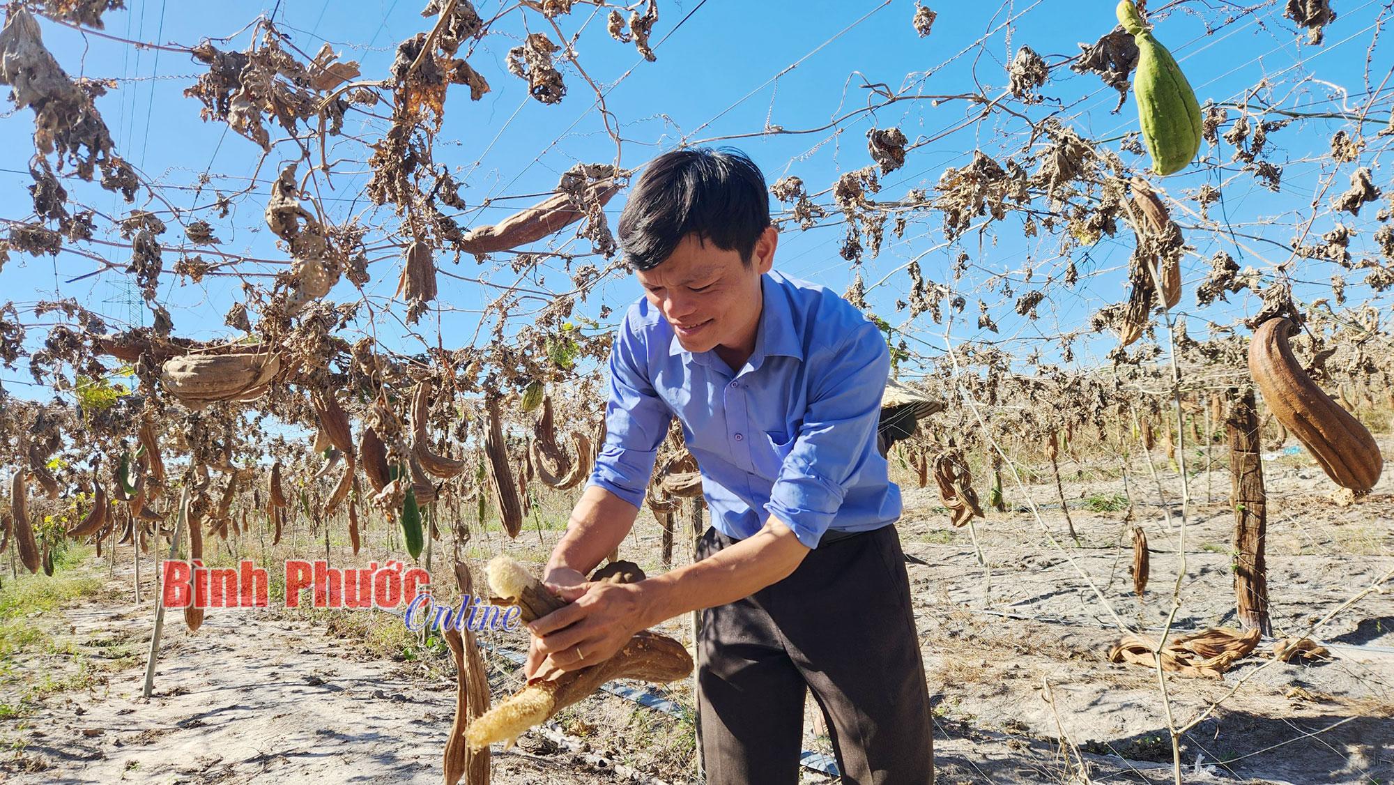 Trồng loại quả lúc non làm rau, già đơ thì bán xơ cho khách Hàn, Nhật, anh nông dân lãi 300 triệu đồng/năm- Ảnh 2.