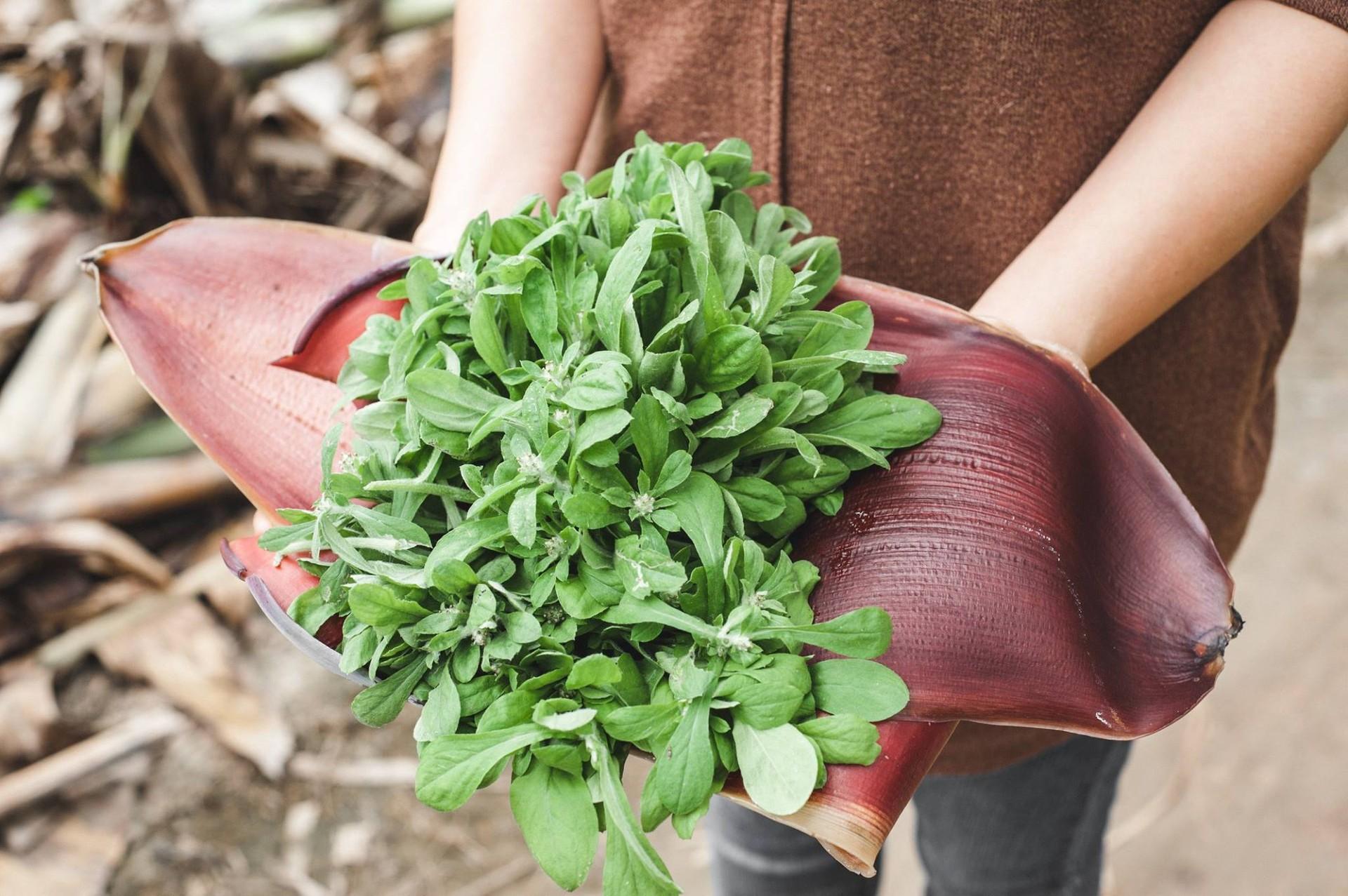 Loại rau dại xưa hay cho lợn ăn, nay thành đặc sản "lạ" 500.000 đồng/kg- Ảnh 1.