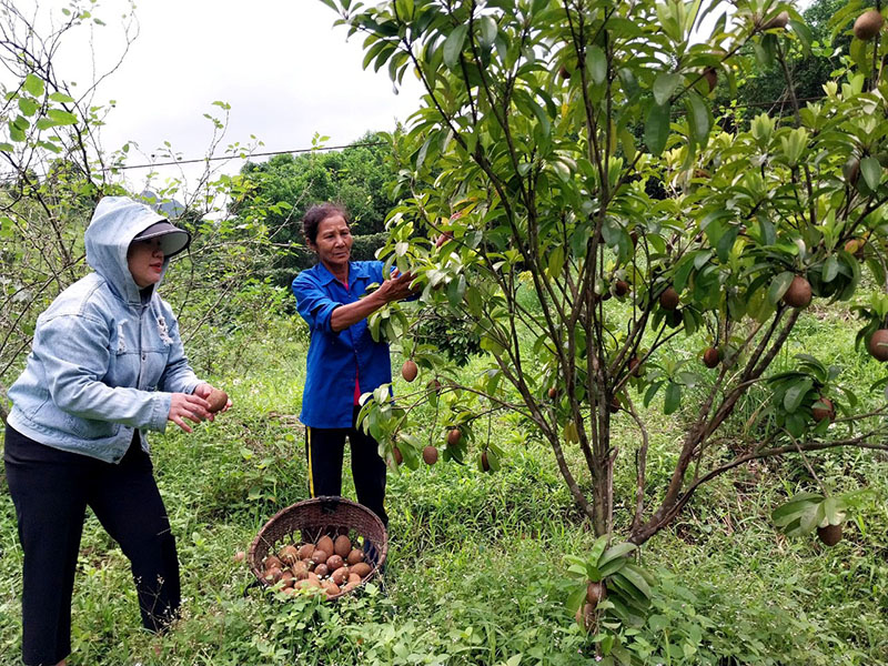 Bà Cao Thị Vây (bìa phải) bên những gốc cây hồng xiêm chuẩn bị thu hoạch.