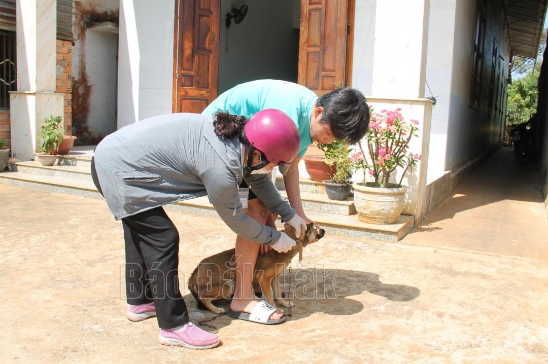 Lực lượng thú ý xã Ea Ktur (huyện Cư Kuin) tiêm phòng dại cho đàn chó mèo.