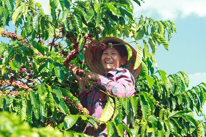 Nỗi lo hạn hán đẩy giá cà phê xuất khẩu tiếp tục tăng