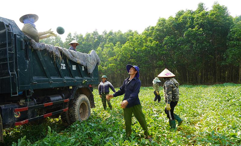 Nhiều lao động có thêm nguồn thu nhập từ việc cắt, bốc xếp dưa cho các chủ ruộng.