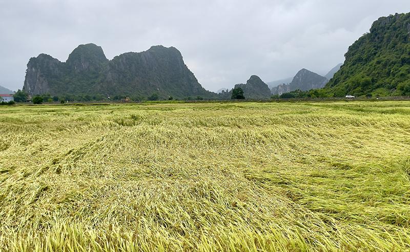 Hàng chục diện tích lúa đông-xuân ở huyện Tuyên Hóa bị đổ ngã do mưa gió.