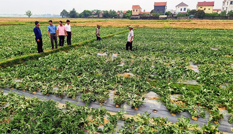 Dưa hấu Hàm Ninh được trồng 2 vụ đông-xuân và hè-thu với diện tích trên 35ha.