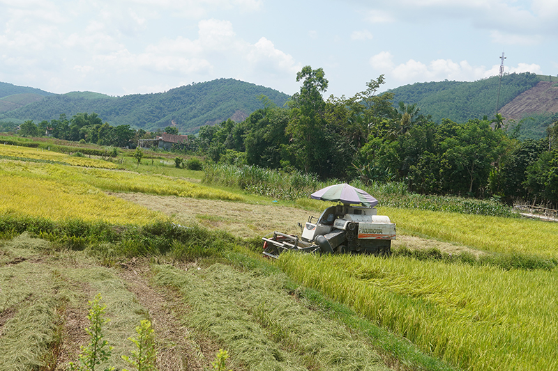 Bà con nông dân huyện Tuyên Hóa đang thu hoạch lúa vụ đông-xuân.