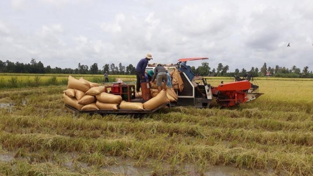 Giá lúa gạo hôm nay ngày 7/5: Giá lúa gạo quay đầu giảm