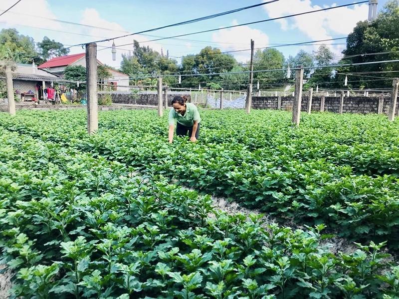 Đào tạo nghề giúp người dân áp dụng vào thực tế lao động, sản xuất.