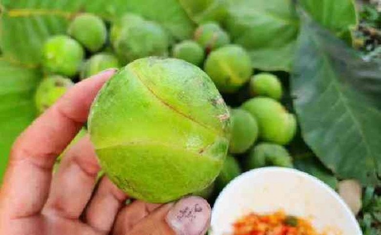 Loại quả dại xưa không ai ngó nay thành đặc sản mùa hè, 120.000 đồng/kg- Ảnh 1.