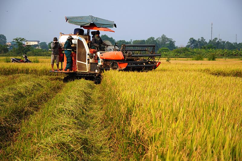 Nông dân TP. Đồng Hới thu hoạch lúa đông-xuân.