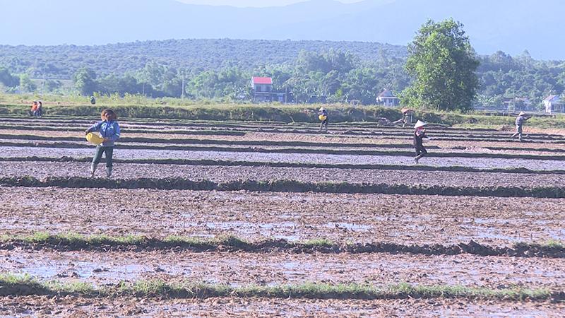 Nông dân Quảng Trạch đẩy nhanh tiến độ xuống giống vụ hè-thu 2024.