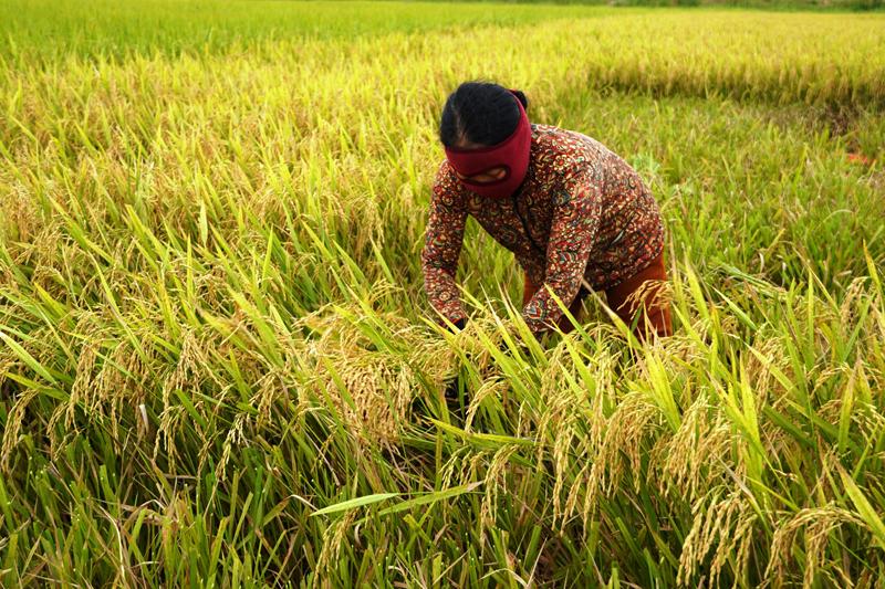 Nhiều diện tích lúa trên địa bàn tỉnh được liên kết sản xuất và bao tiêu sản phẩm.