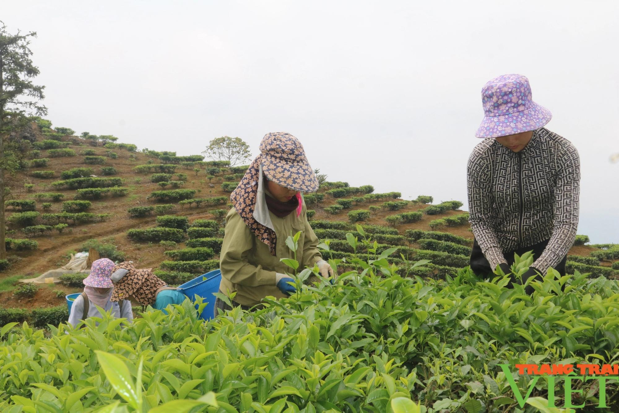 Hướng đi mới trong phát triển kinh tế ở xã vùng cao Lào Cai- Ảnh 1.