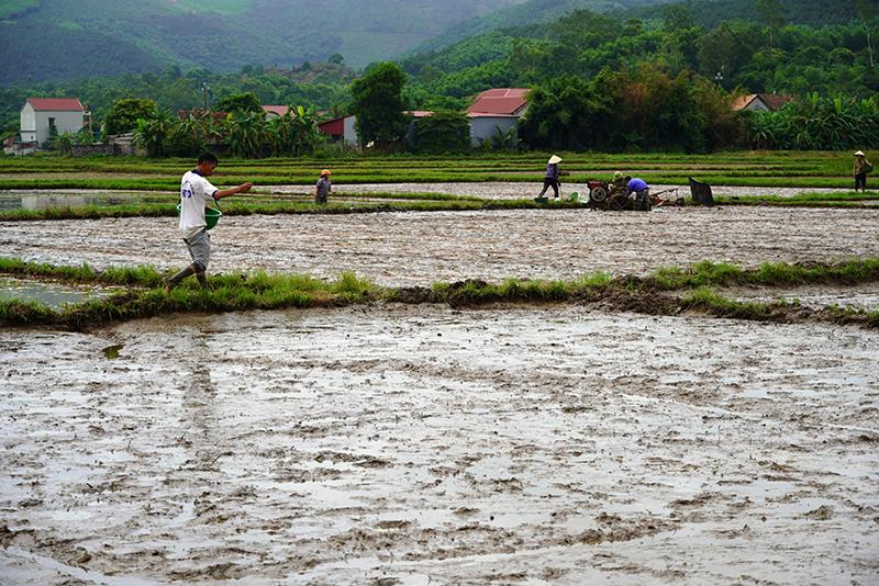 Nông dân làm đất, xuống giống vụ hè-thu.