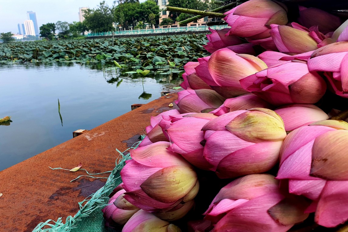 Giá nông sản hôm nay ngày 31/5: Giá tiêu vượt mốc 130.000 đồng/kg; giá khoai lang tăng gấp đôi