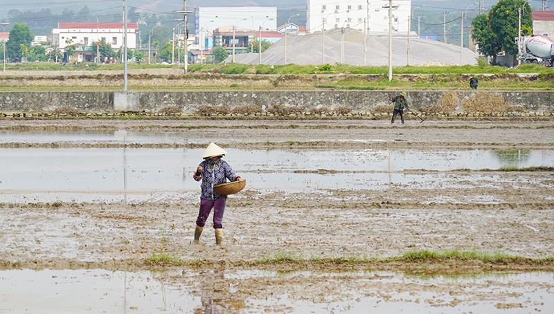 Nông dân gieo trồng vụ hè-thu.