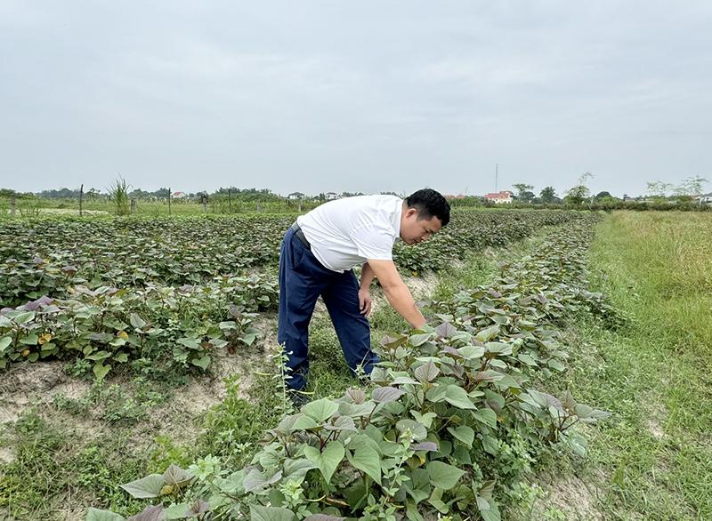 Người dân xã Quảng Xuân (Quảng Trạch) thực hiện chuyển đổi đất trồng lúa vụ hè-thu thiếu nước sang trồng khoai lang.