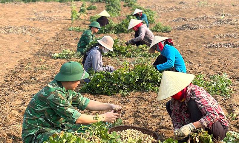 Cán bộ, chiến sĩ Đồn Biên phòng Làng Mô giúp bà con thu hoạch lạc. Ảnh: Minh Khôi