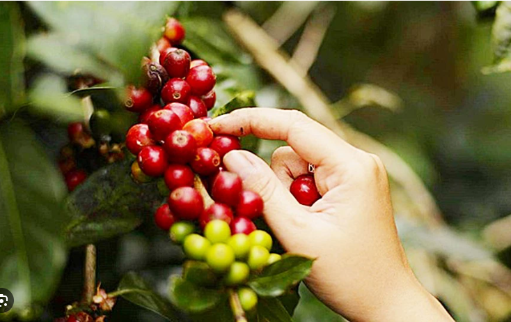 Tiềm năng Arabica tăng giá do lo ngại sản lượng Brazil, cà phê trong nước giảm nhẹ- Ảnh 1.