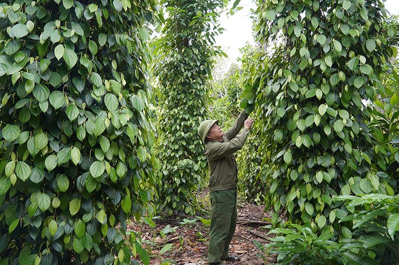 Mô hình kinh tế trang trại của CCB Phan Xuân Thuỷ ở xã Quảng Thạch cho thu nhập cao.