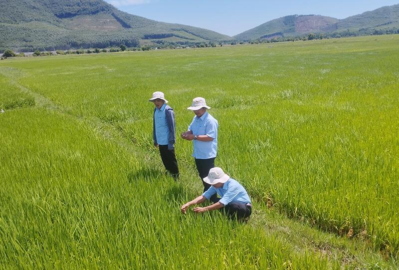 Cán bộ nông nghiệp huyện Bố Trạch thăm đồng, hướng dẫn bà conbiện pháp phòng trừ sâu bệnh.