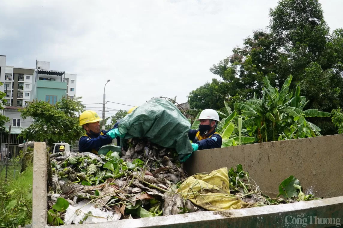 Đà Nẵng: Cá lại chết trắng mặt hồ kênh Đa Cô