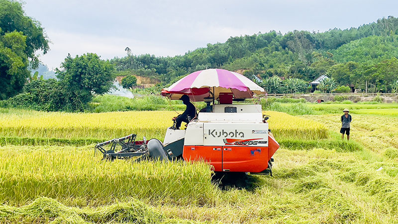 Nông dân huyện Tuyên Hóa thu hoạch lúa hè-thu.