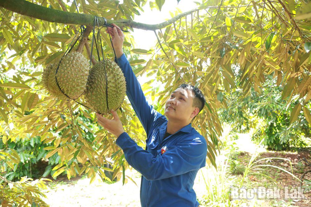 Cây ăn quả đang được huyện Krông Năng khuyến khích phát triển, (Ảnh: Thé Hùng)