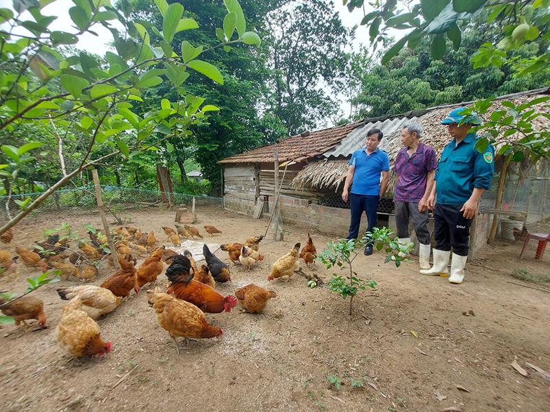 Gà Lạc Sơn được nuôi thương phẩm tại huyện Tuyên Hóa.