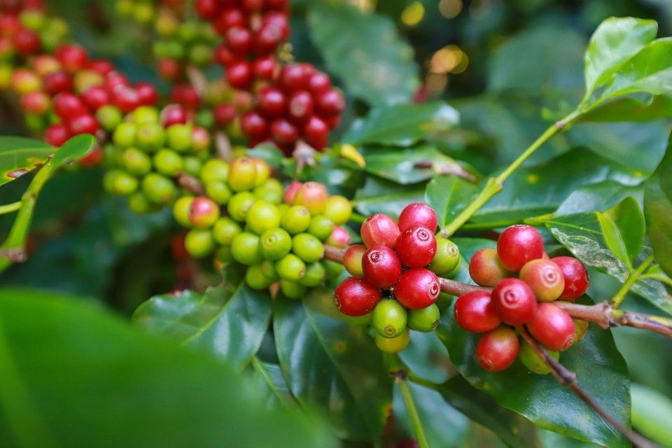 Robusta lại vượt kỷ lục, vụ thu hoạch của Việt Nam có thể không đúng hạn - Ảnh 2.