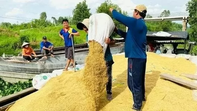 Giá lúa gạo hôm nay 6/9/2024: Giá gạo giảm từ 200 - 250 đồng/kg;