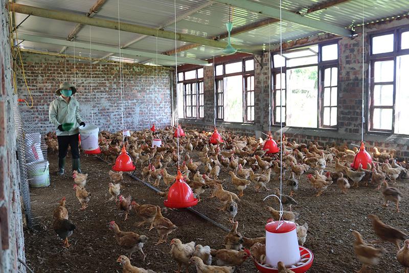 Giun quế được dùng để nuôi gà.