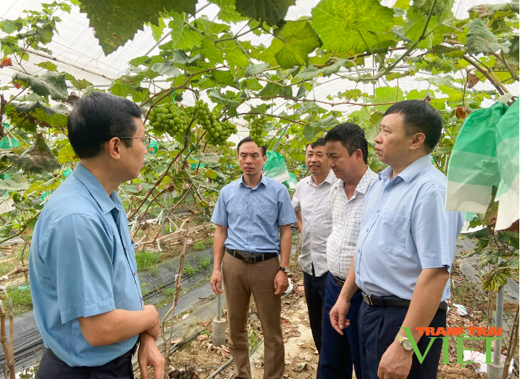 Than Uyên nỗ lực phát triển kinh tế tập thể - Ảnh 3.